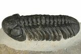 Prone Austerops Trilobite - Ofaten, Morocco #204300-1